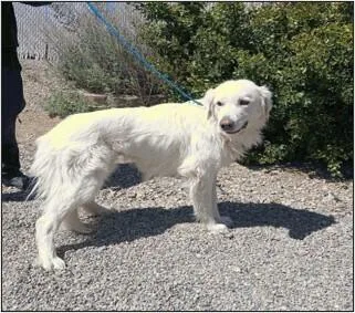 An adult medium-sized female White / Cream Great Pyrenees dog named Dash for adoption in Littleton, CO