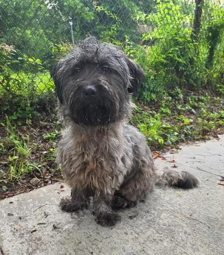 An adult medium-sized male Gray / Blue / Silver Giant Schnauzer dog named Grayson for adoption in Manvel, TX