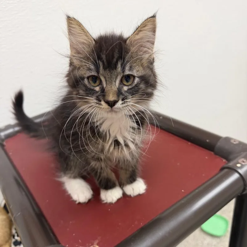 A baby small-sized male Black Domestic Short Hair cat named Boom for adoption in Detroit Lakes, MN