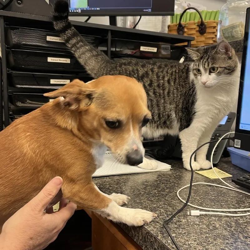 An adult small-sized male Golden Chihuahua dog named Yoda for adoption in Erie, PA
