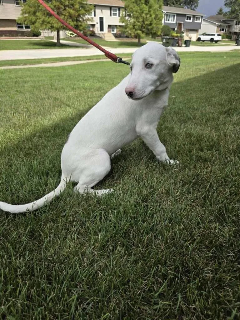 A baby medium-sized female Gray / Blue / Silver Catahoula Leopard Dog named Keller for adoption in Orland Park, IL