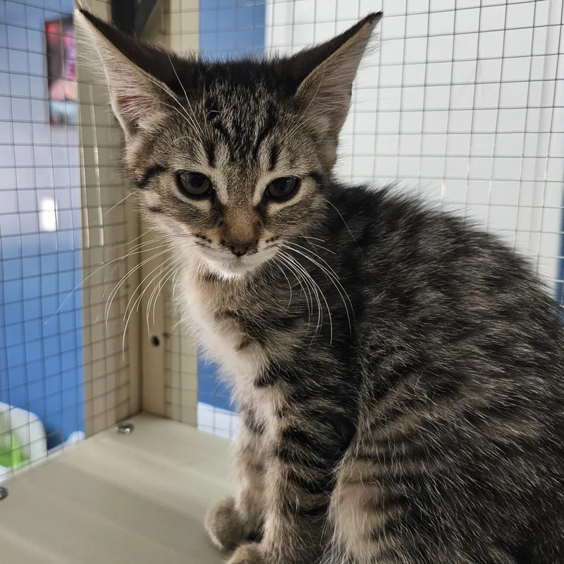 A baby medium-sized female Tabby (Brown / Chocolate) Domestic Short Hair cat named Liberty for adoption in Toledo, OH