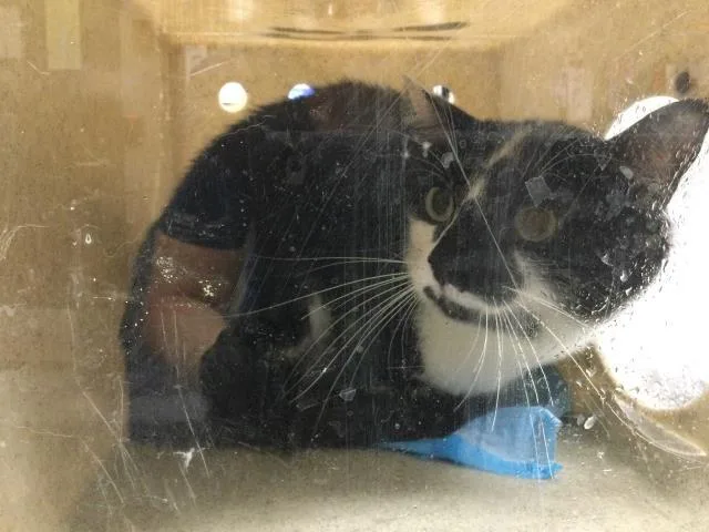 An adult small-sized female Domestic Short Hair cat named Butterbean for adoption in Thousand Palms, CA