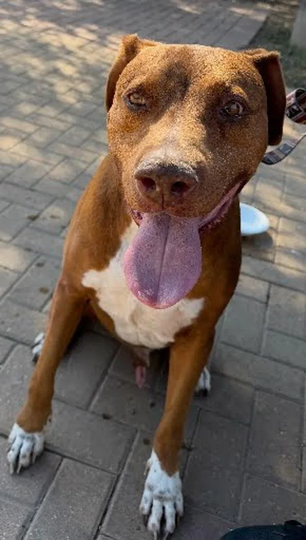 An adult large-sized male American Staffordshire Terrier dog named Benjamin for adoption in Austin, TX