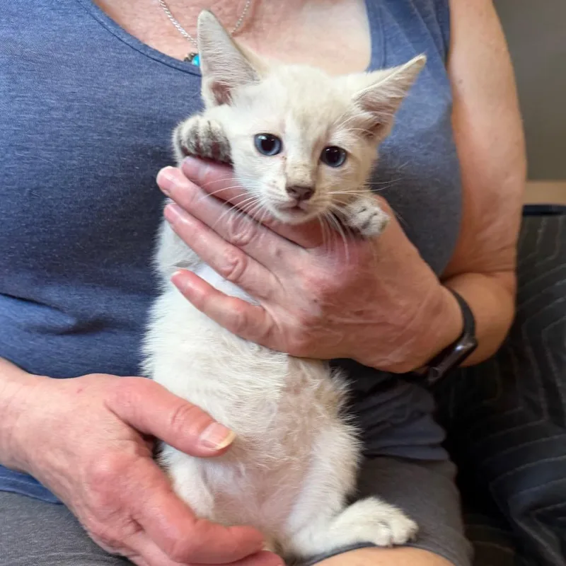 A baby small-sized male Cream / Ivory Domestic Short Hair cat named Chowder for adoption in Midland, TX