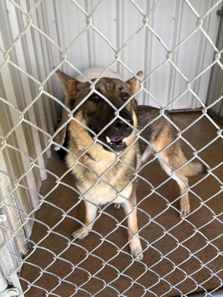 A young large-sized male German Shepherd Dog dog named Dundee for adoption in Ada, OK