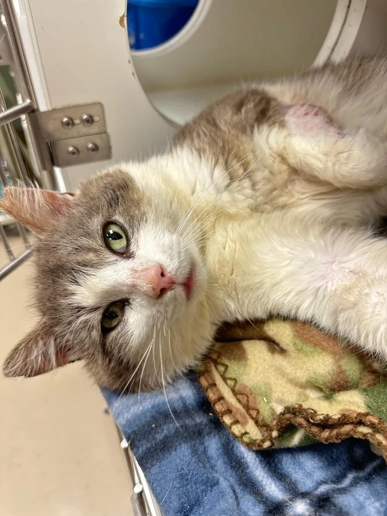 A young medium-sized male Domestic Short Hair cat named Leo for adoption in Johnson City, TN