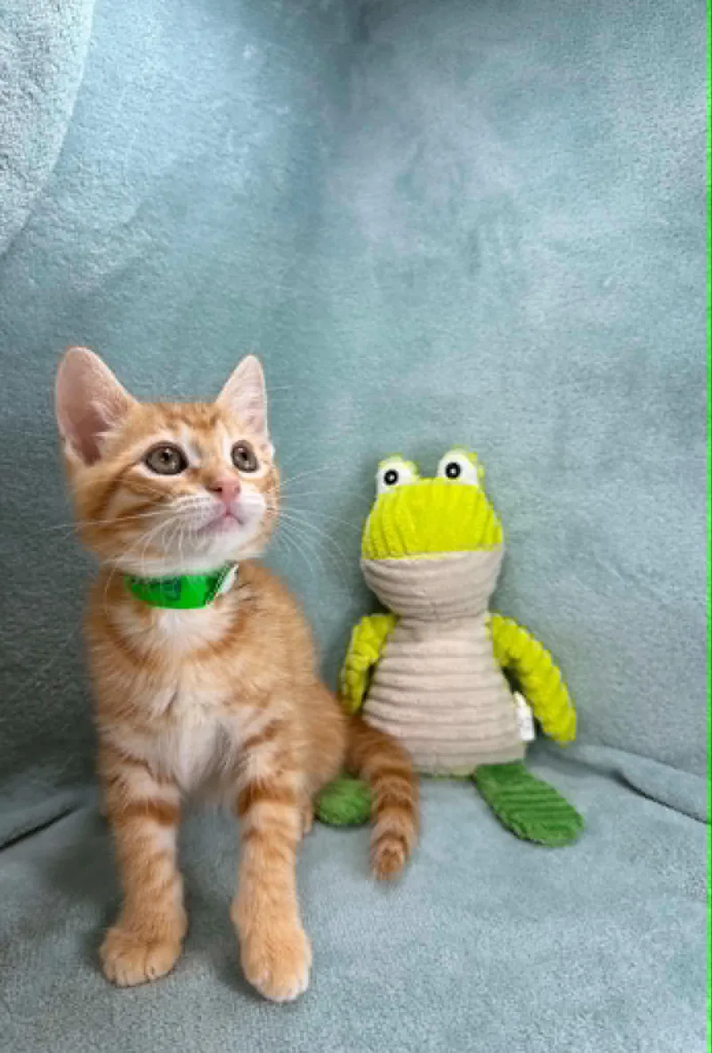 A young medium-sized male Orange / Red Domestic Short Hair cat named Emerson for adoption in Tavares, FL