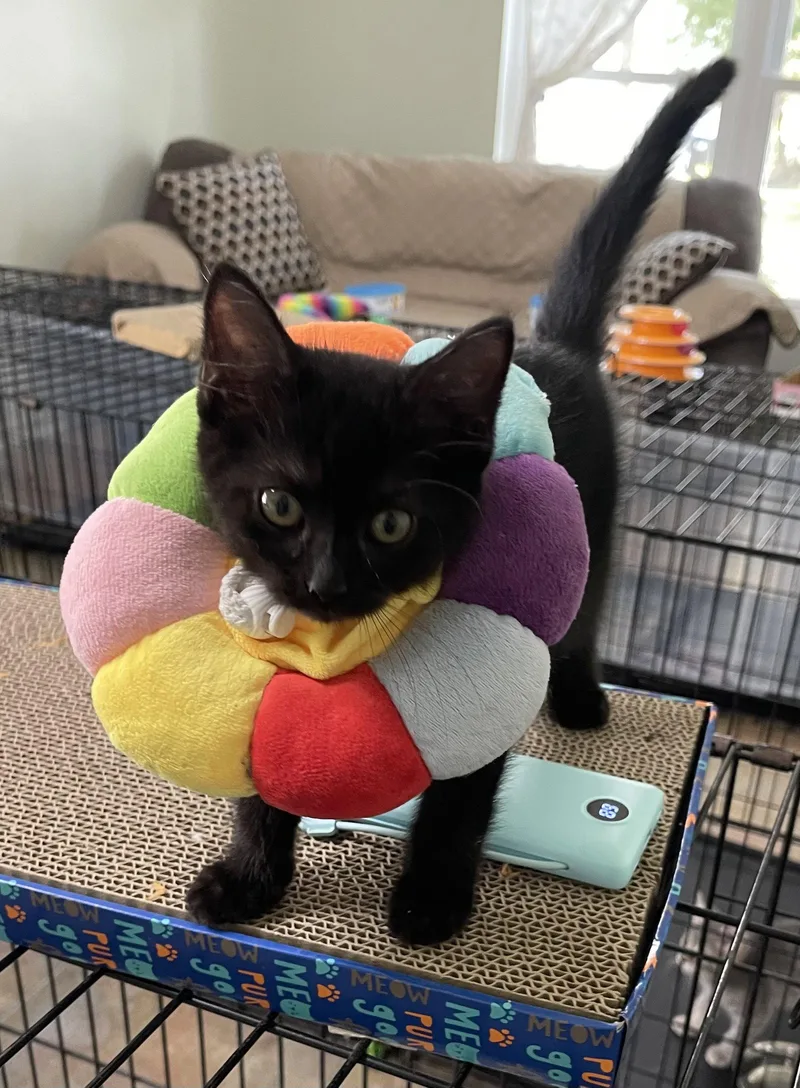 A baby medium-sized female Black Domestic Short Hair cat named Koko for adoption in Oviedo, FL
