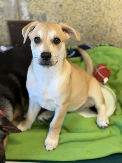 A baby large-sized male Yellow / Tan / Blond / Fawn Mixed Breed dog named Jameson for adoption in Stanwood, WA
