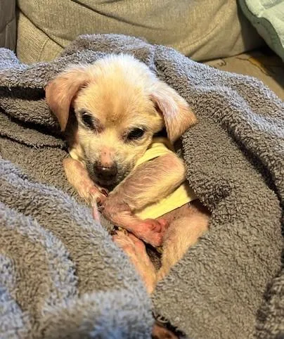 A senior small-sized male Apricot / Beige Chihuahua dog named Rufus for adoption in North Little Rock, AR