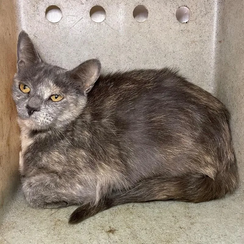 An adult medium-sized female Domestic Short Hair cat named Jessica for adoption in Roanoke, VA