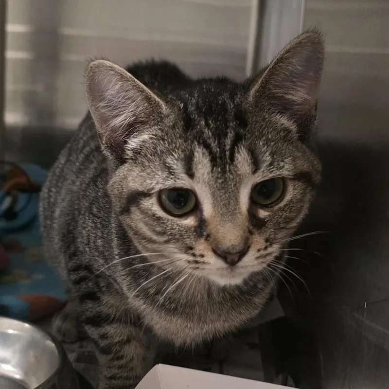 A baby small-sized female Brown / Chocolate Domestic Short Hair cat named MarsBar for adoption in Kennebunk, ME
