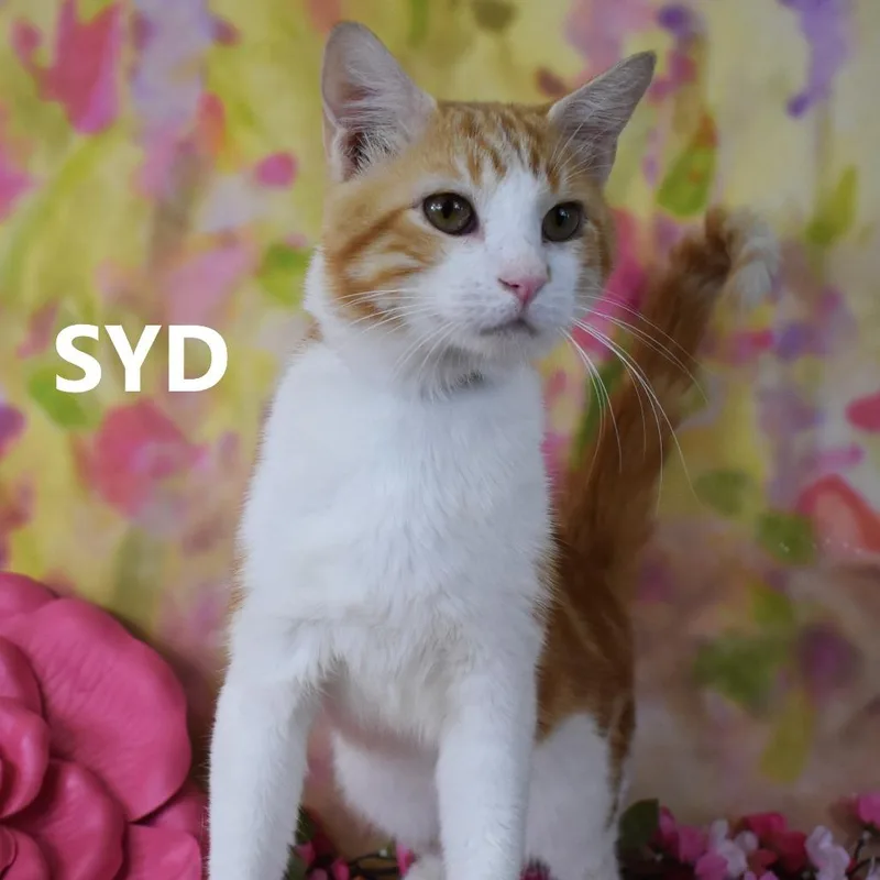 An adult medium-sized male Orange / Red Domestic Short Hair cat named Syd for adoption in Yuma, AZ