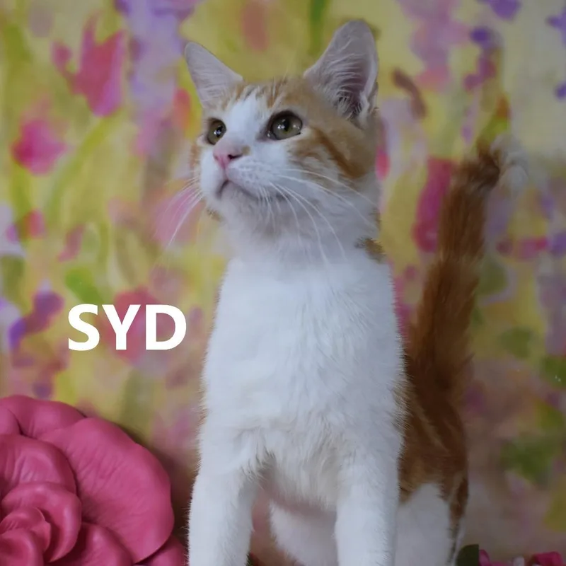 Syd thumbnail 2