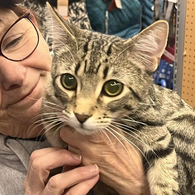 A young small-sized male Brown / Chocolate Domestic Short Hair cat named 1099 for adoption in Sioux Falls, SD