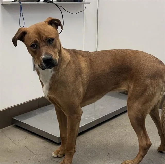 A young small-sized male Boxer dog named Scooby for adoption in Tucson, AZ