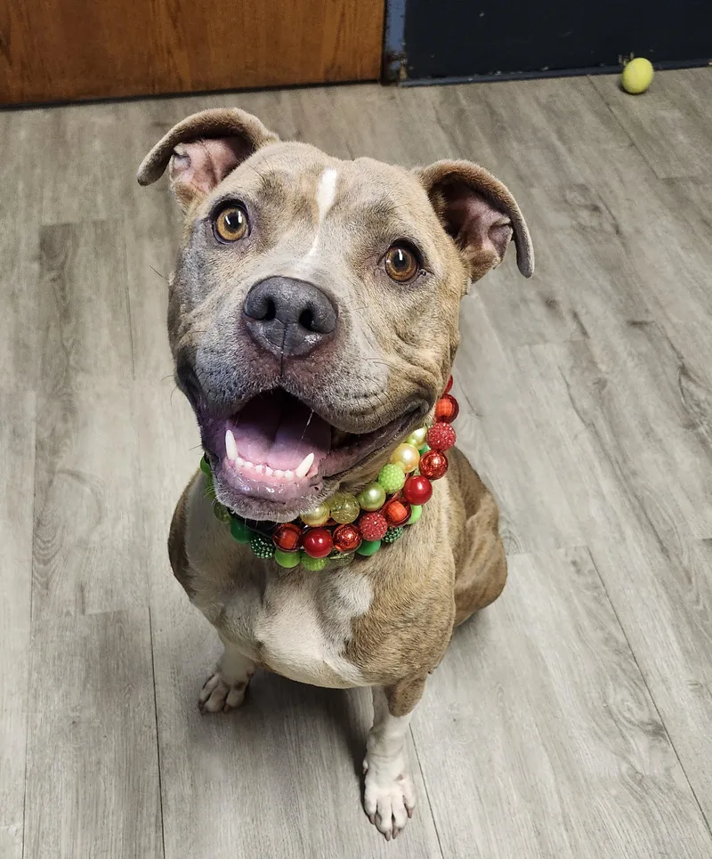 An adult medium-sized female Red / Chestnut / Orange Pit Bull Terrier dog named Catastrophe for adoption in Mansfield, OH