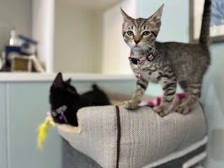 A baby medium-sized female Tabby (Brown / Chocolate) Domestic Short Hair cat named Kiki for adoption in Lauderhill, FL