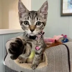 Kiki thumbnail 3