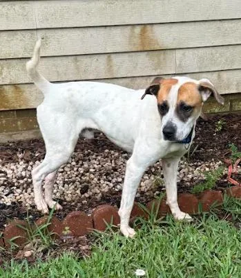 A young medium-sized male Apricot / Beige Pointer dog named Mr. Kenney for adoption in Milner, GA