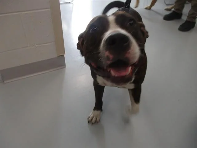 An adult medium-sized female Pit Bull Terrier dog named A for adoption in Ocala, FL