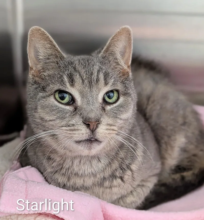 An adult medium-sized female Gray / Blue / Silver Domestic Short Hair cat named Starbright for adoption in Flint, MI