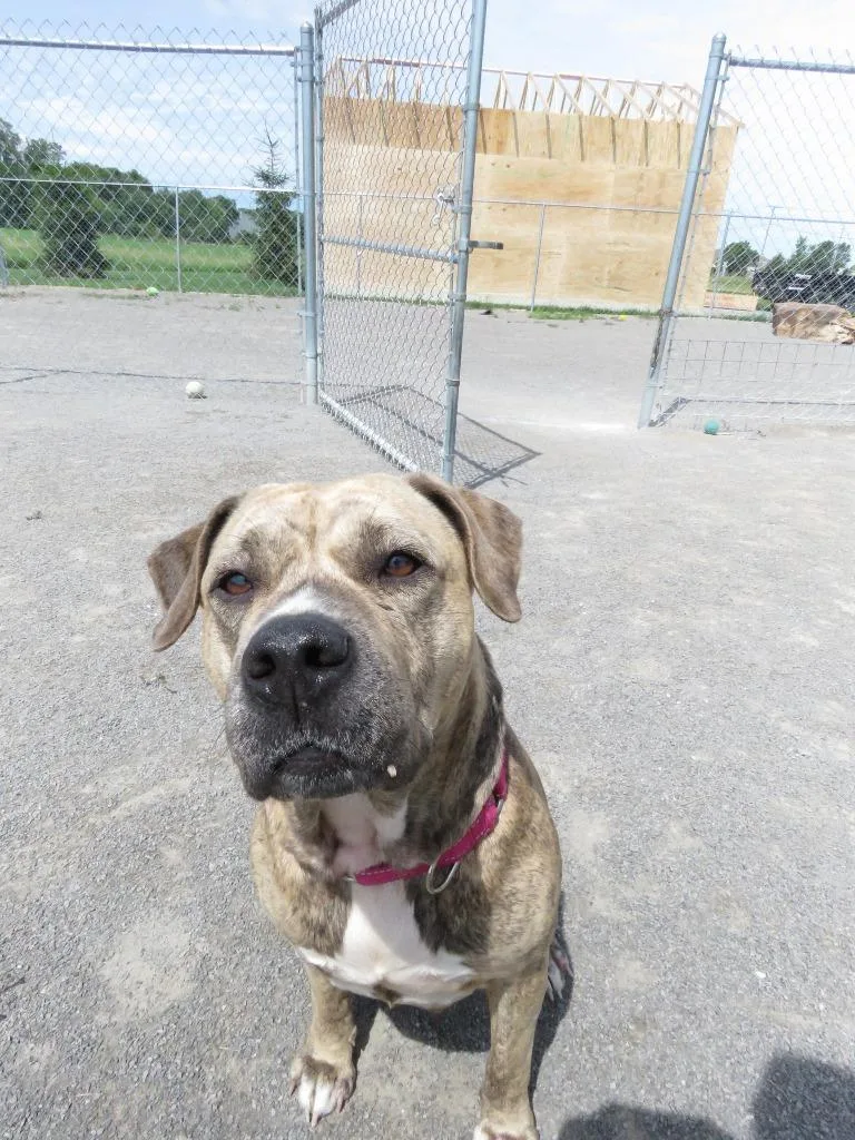 An adult medium-sized female Pit Bull Terrier dog named Bahama Mama for adoption in Van Wert, OH