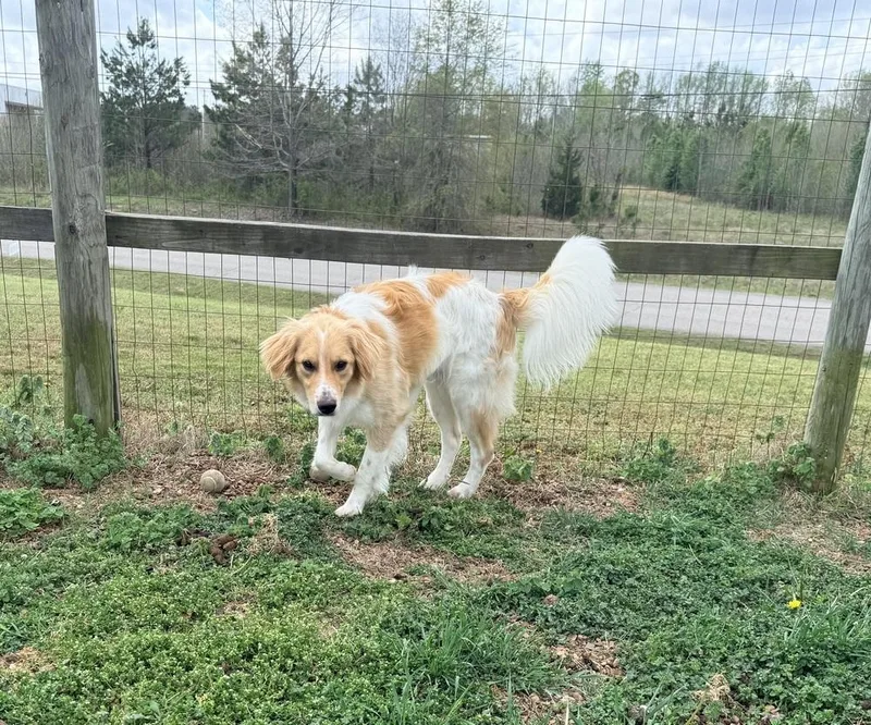 An adult medium-sized male Collie dog named Leeroy for adoption in Lexington, TN