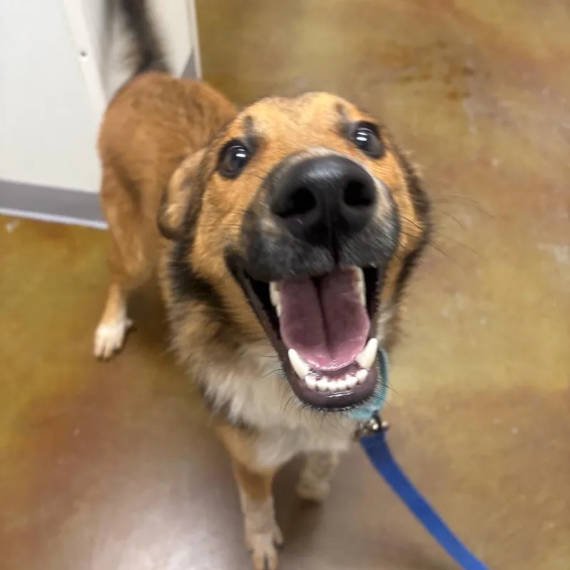 A young medium-sized male Shepherd dog named Masimo for adoption in Albuquerque, NM