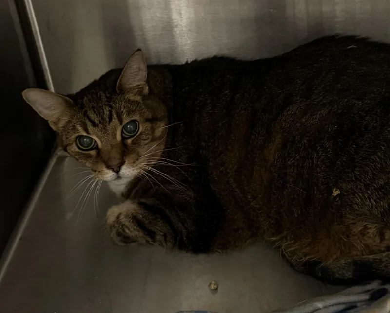 A senior extra large-sized female Domestic Short Hair cat named Scooter Skitter for adoption in Elizabethtown, NC