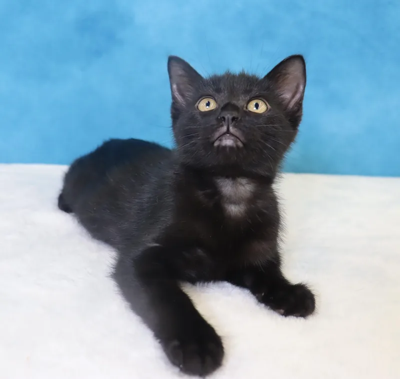 A baby medium-sized female Domestic Short Hair cat named Harper  Coming Soon for adoption in League City, TX