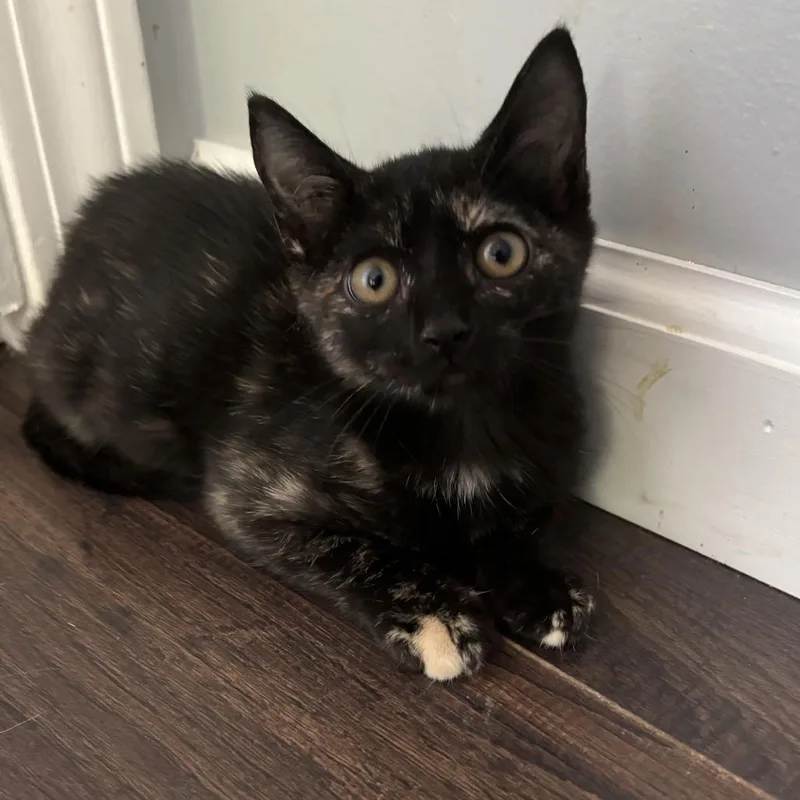 A baby medium-sized female Black Domestic Short Hair cat named Sabrina for adoption in Columbia, MO