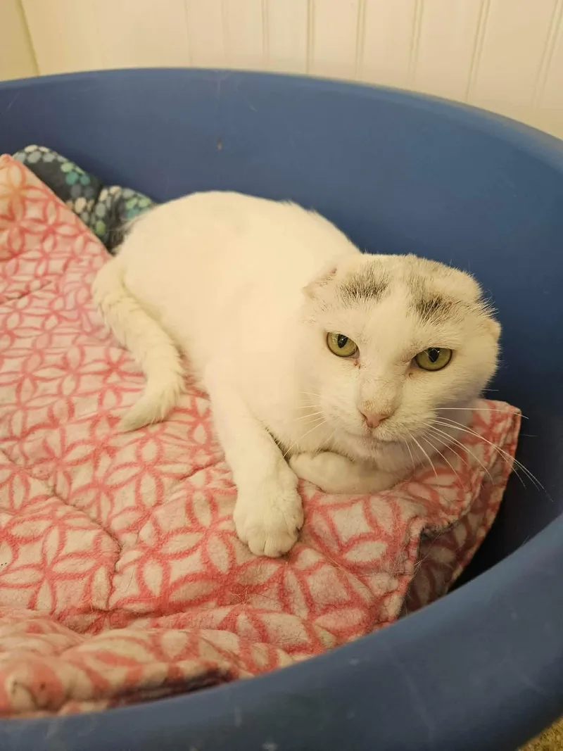 An adult medium-sized male White Domestic Short Hair cat named Quinn for adoption in Westbrook, CT