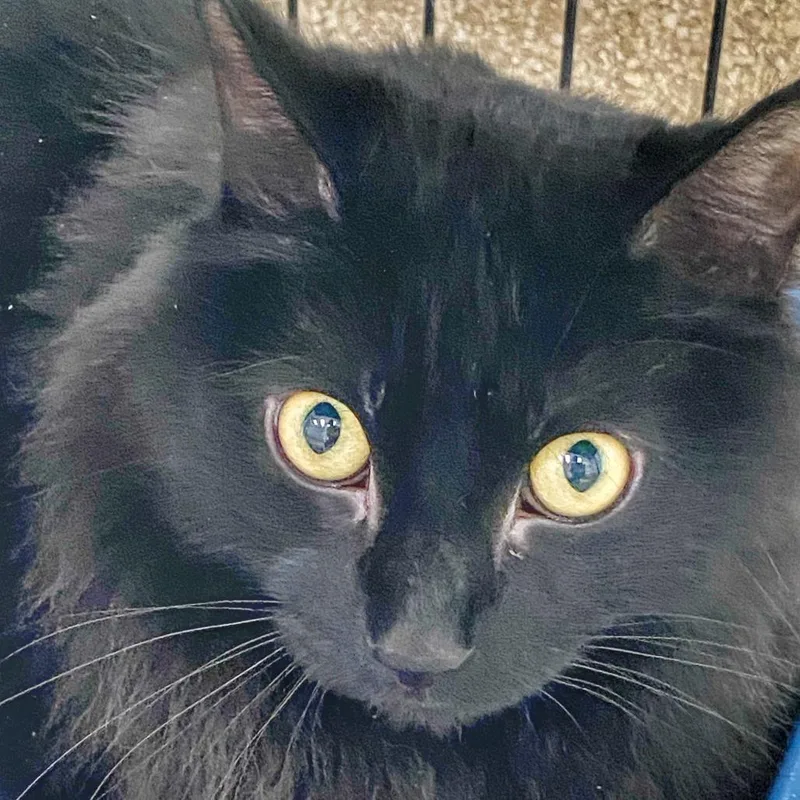 An adult large-sized male Black Domestic Long Hair cat named Black Noir for adoption in Deerfield, IL