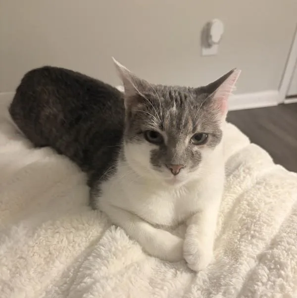 A young small-sized female Domestic Short Hair cat named Willow Bonded Buddy for adoption in Des Moines, IA