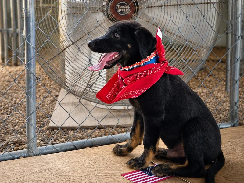 Patriot