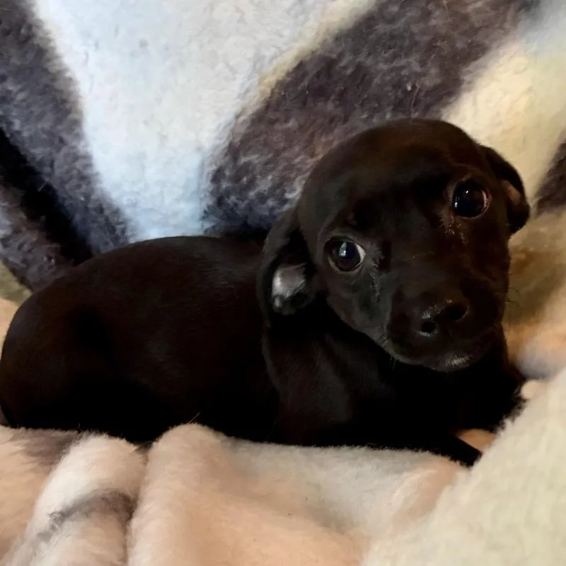 A baby small-sized female Black Chihuahua dog named Lenora for adoption in Hamilton , NJ