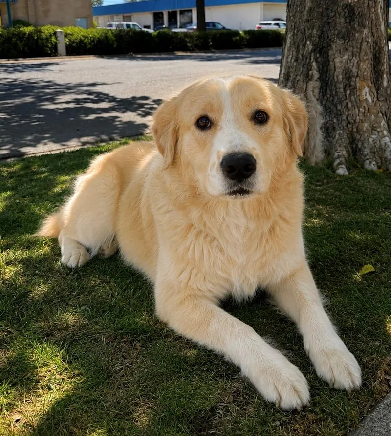 Aussie
