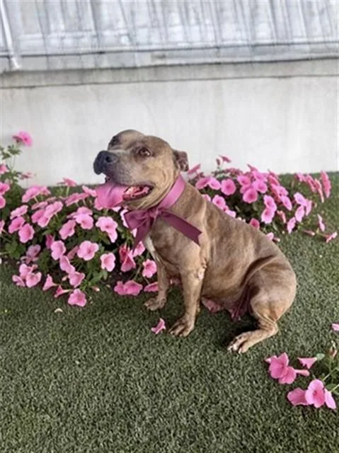 An adult large-sized female Terrier dog named Rosie for adoption in Miami, FL