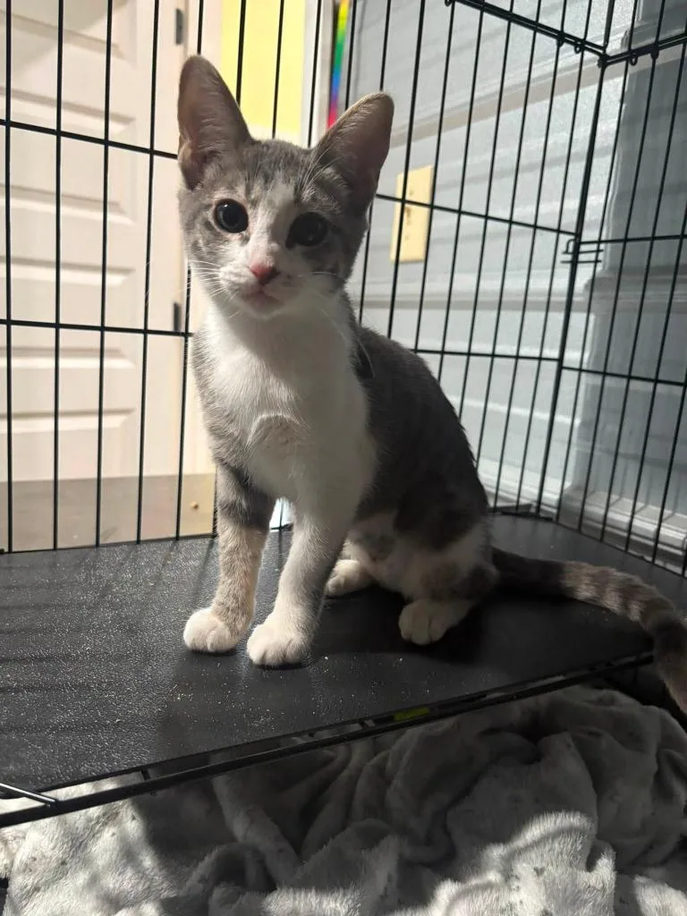 A baby medium-sized female Domestic Short Hair cat named Captain Marvel for adoption in Russellville, KY