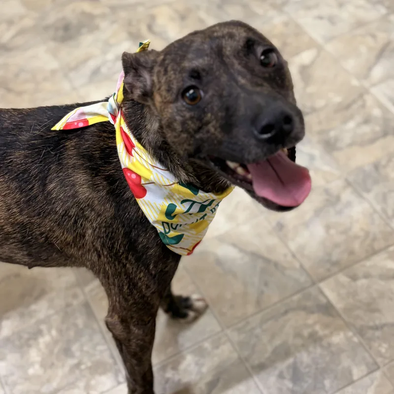 A young medium-sized female Brindle Terrier dog named Julia Robarks for adoption in Pilot Point, TX