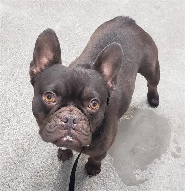 An adult medium-sized male French Bulldog dog named Hershey for adoption in Fairfield, CA
