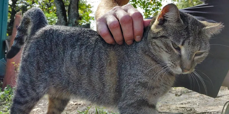 ~ Courtesy ~ Tabitha thumbnail 2