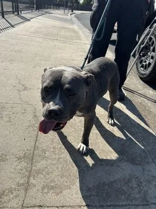An adult large-sized male Pit Bull Terrier dog named Smokey for adoption in Fresno, CA
