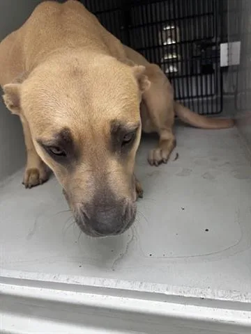 A young medium-sized female Black Mouth Cur dog named A for adoption in Houston, TX