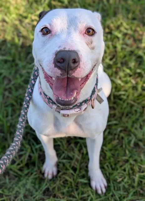 An adult medium-sized female Mixed Breed dog named Lola for adoption in Jacksonville, FL