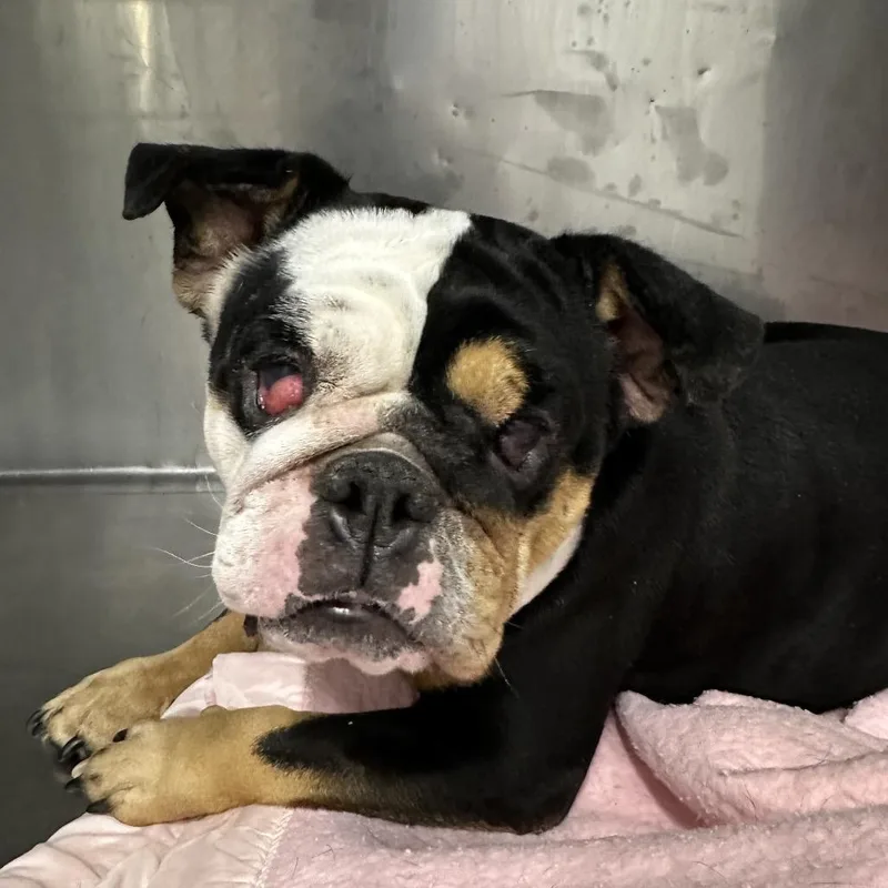 An adult small-sized female Black English Bulldog dog named Piper for adoption in Chico, CA