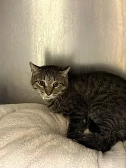 An adult medium-sized male Domestic Short Hair cat named Butter for adoption in Longmont, CO