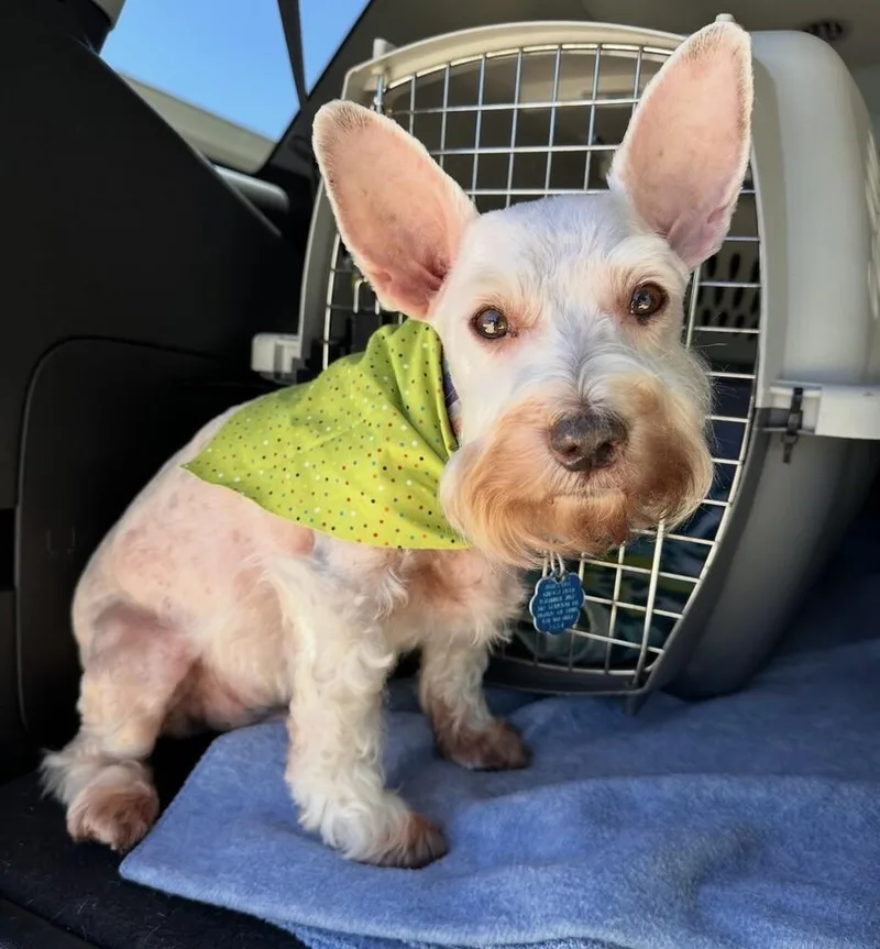 A senior small-sized male White / Cream Schnauzer dog named Frank for adoption in Washington, DC